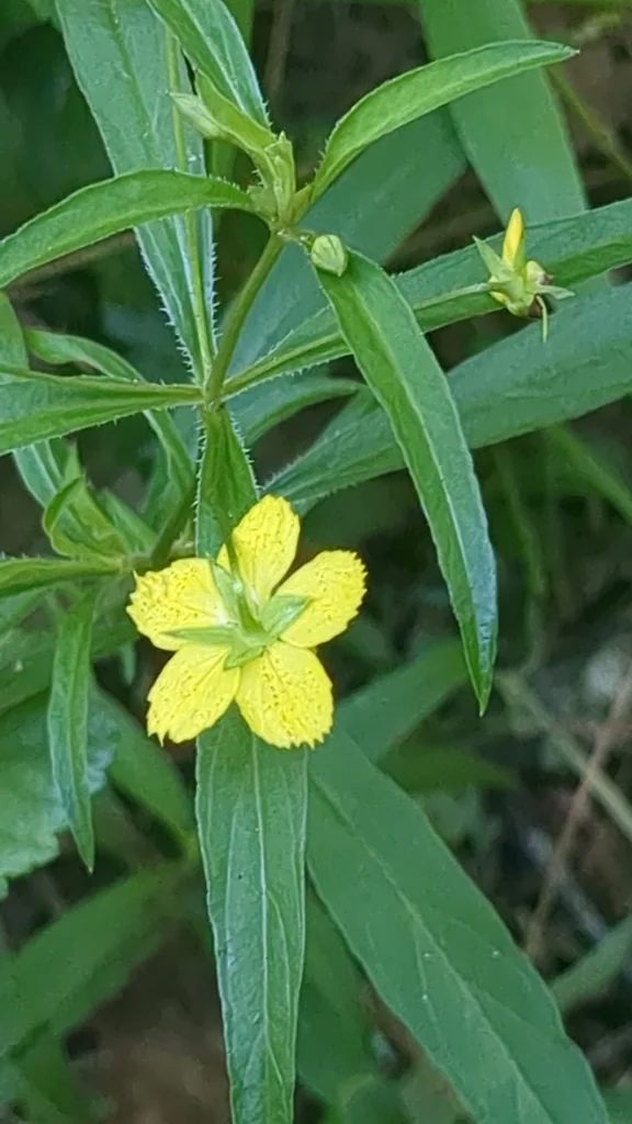 Lysimachia Lanceolata