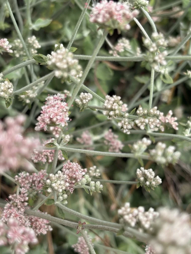 Eriogonum Cinereum