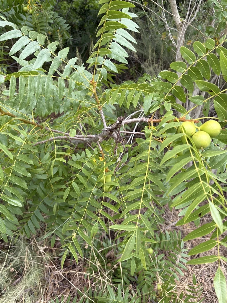 Juglans Californica