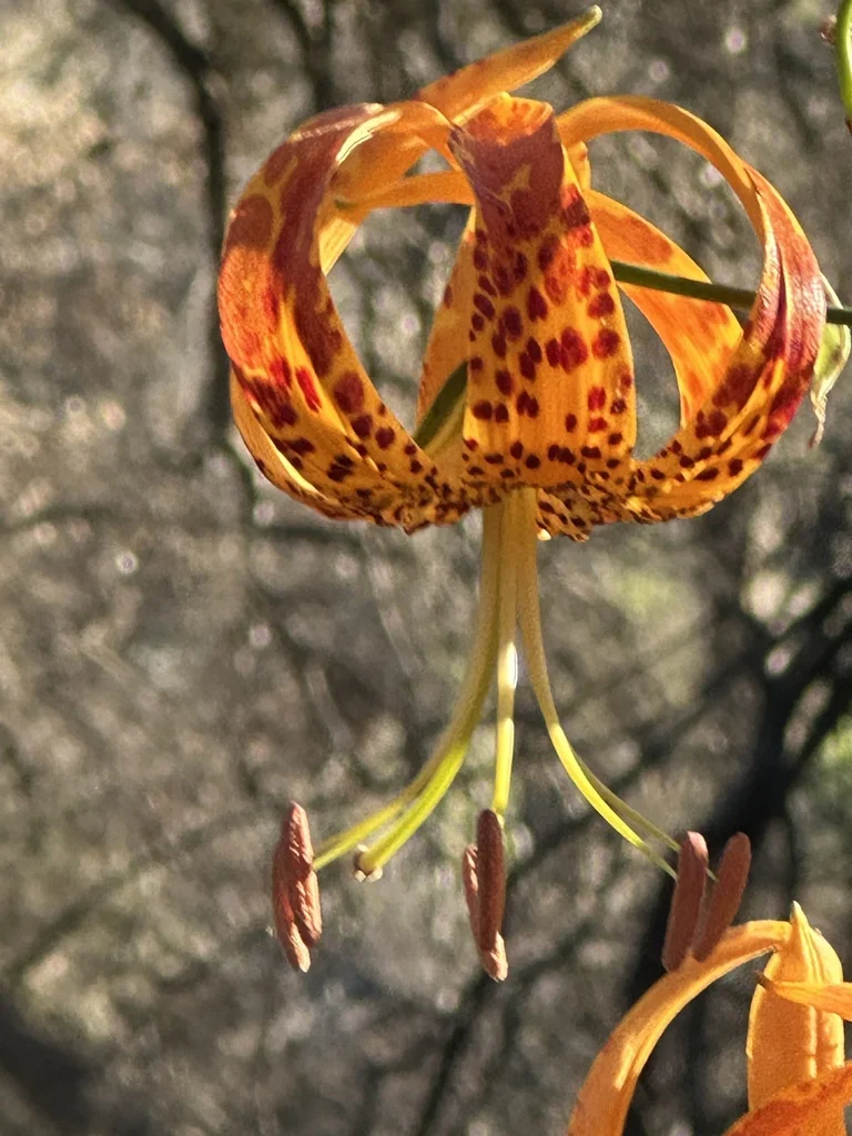 Lilium Humboldtii
