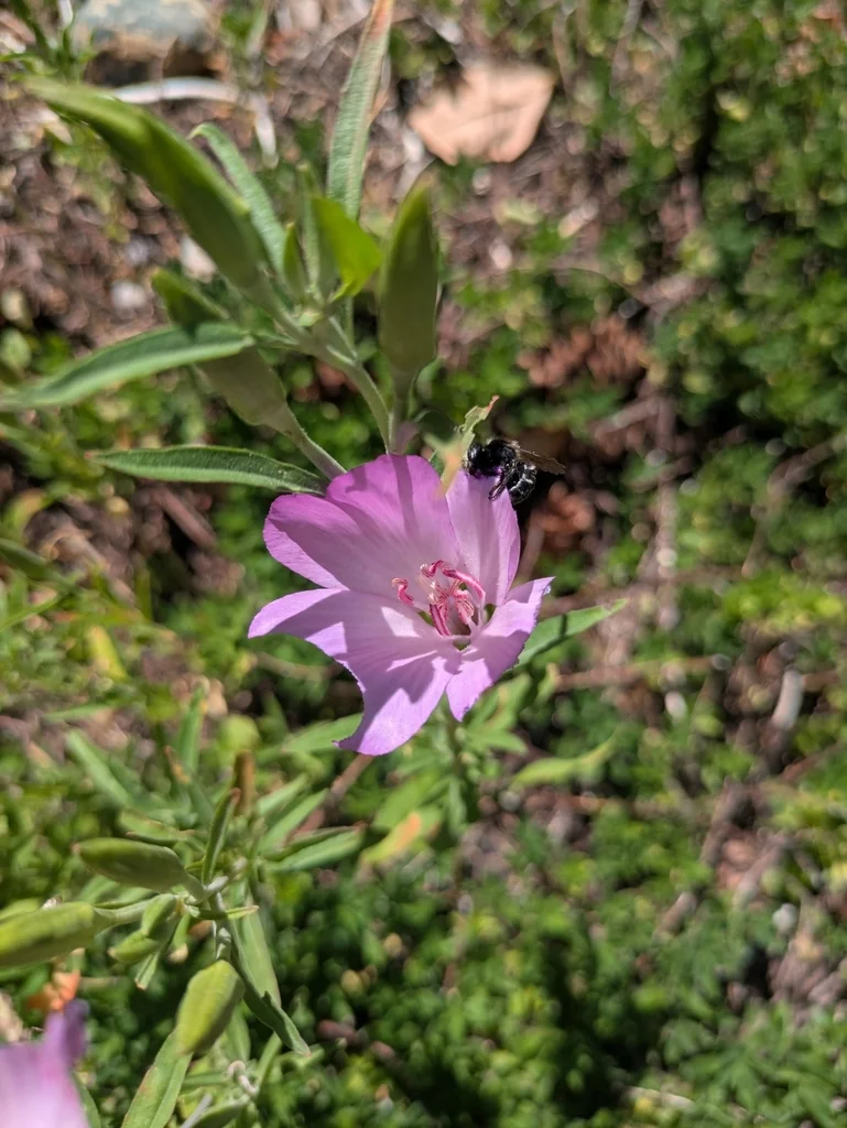 Clarkia Amoena