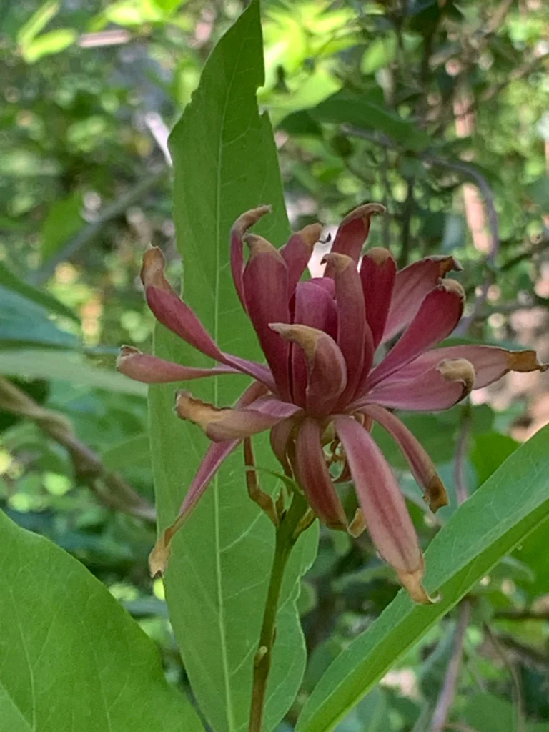 Calycanthus Occidentalis