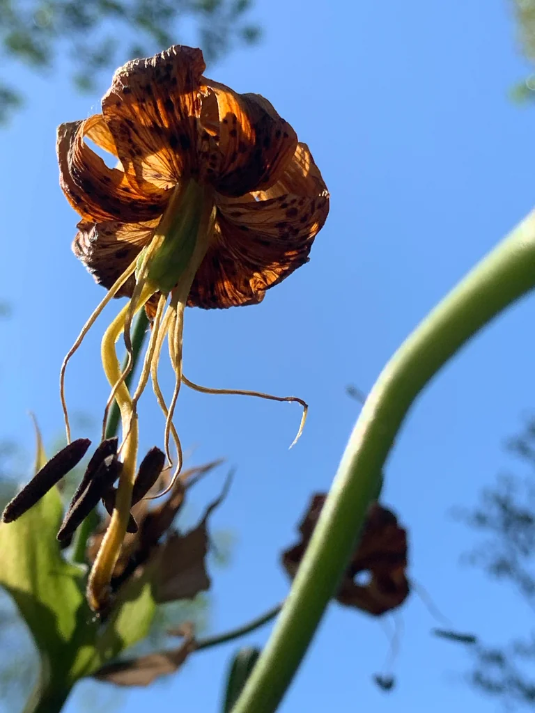 Lilium Humboldtii