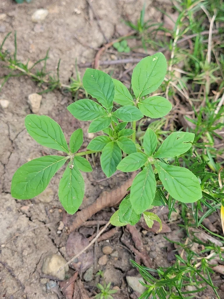 Cleome hassleriana