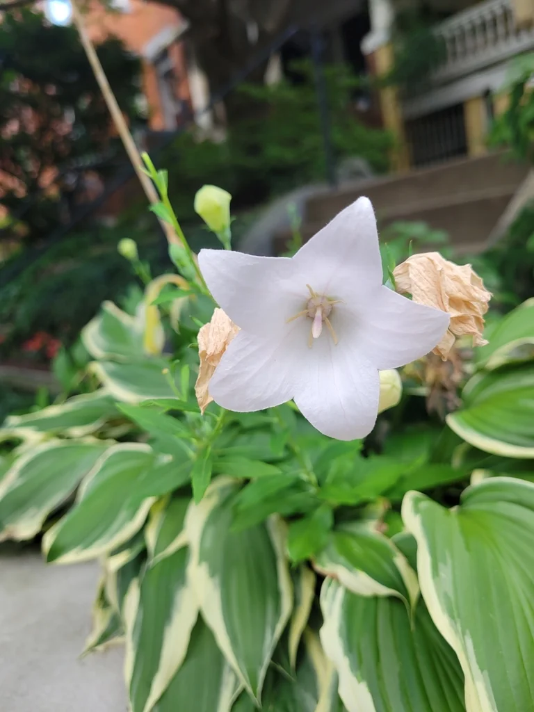 Platycodon Grandiflorus