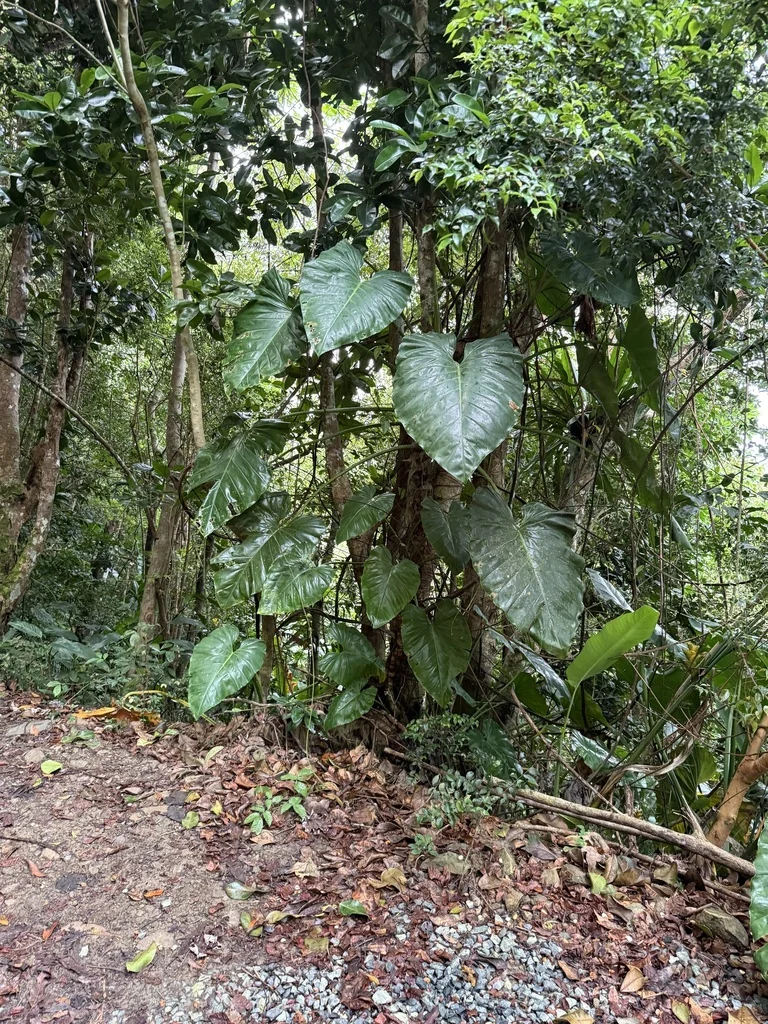 Philodendron Giganteum