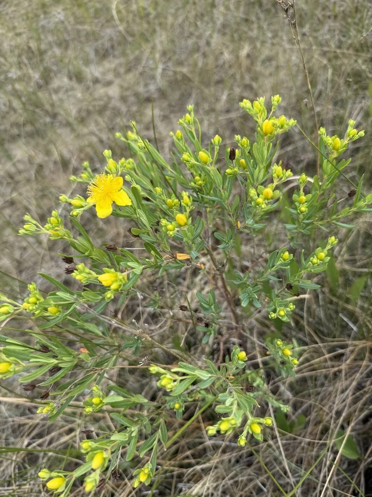 Hypericum Kalmianum