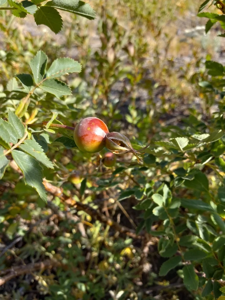 Rosa Nutkana
