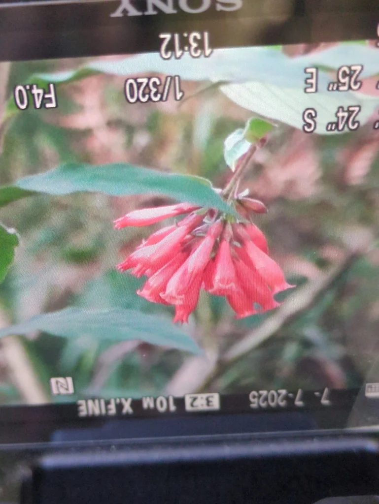 Cestrum Elegans