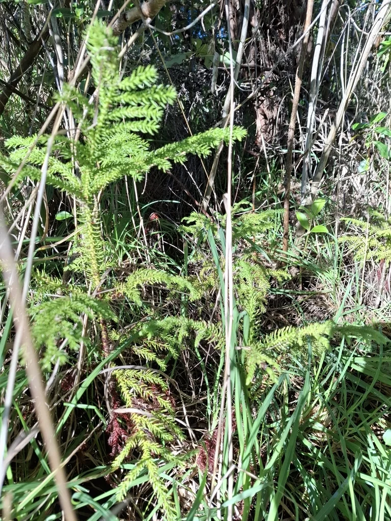 Araucaria Heterophylla