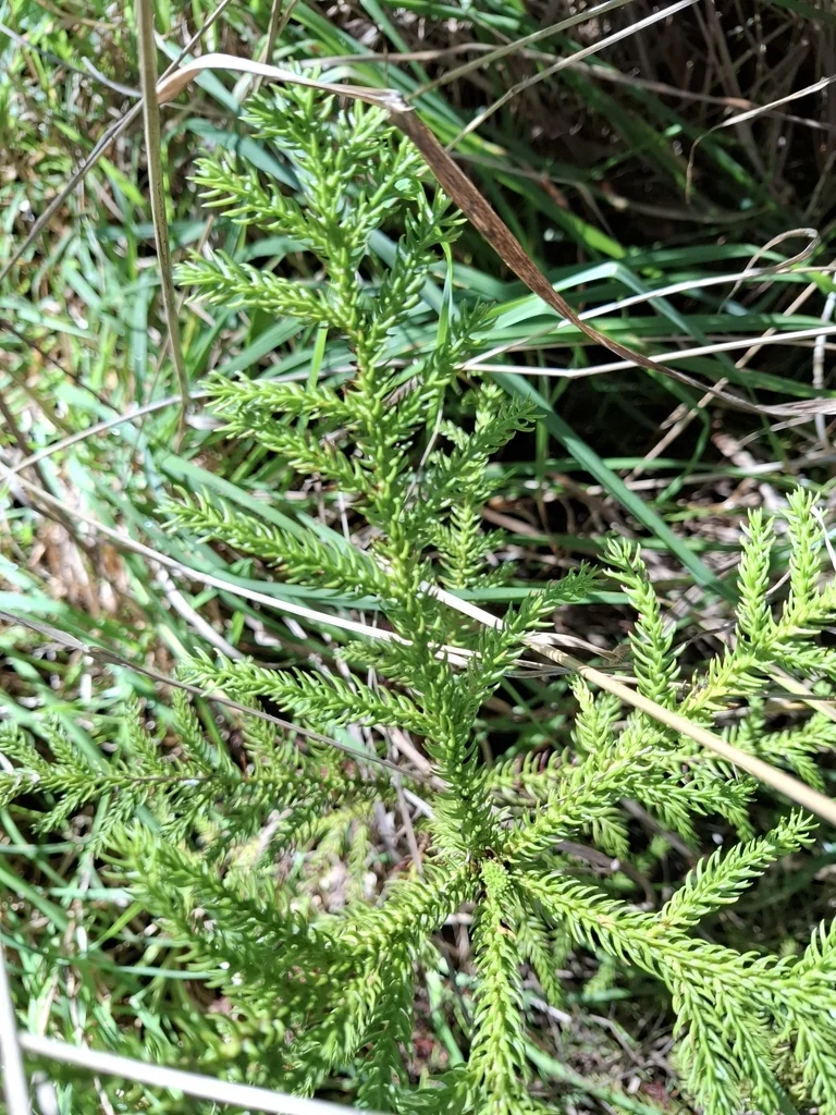 Araucaria Heterophylla
