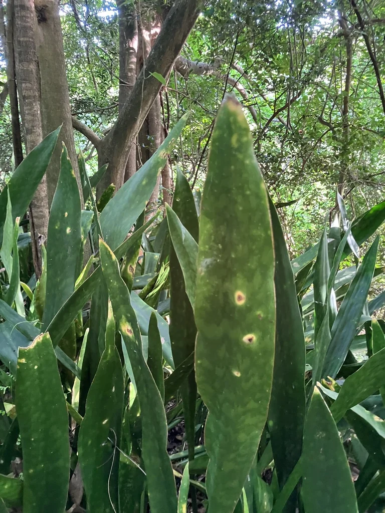 Sansevieria Trifasciata