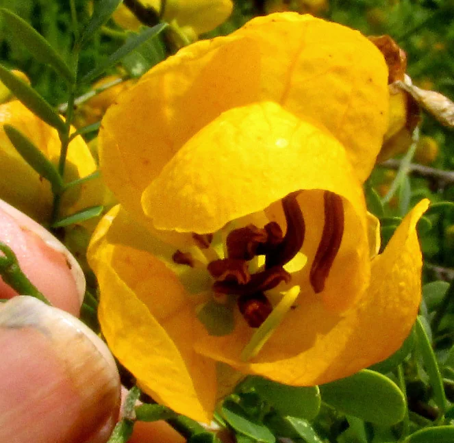 Senna Wislizenii
