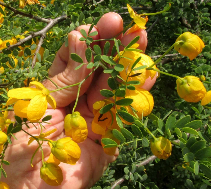 Senna Wislizenii
