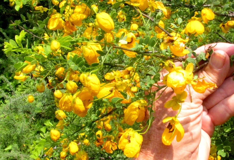 Senna Wislizenii