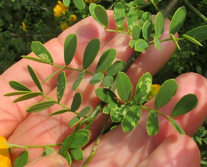 Senna Wislizenii