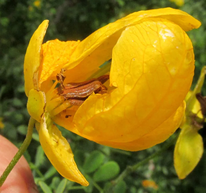 Senna Wislizenii