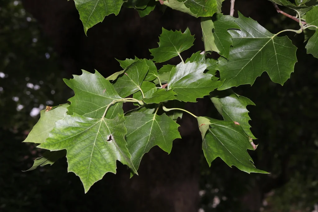 Platanus X Hispanica