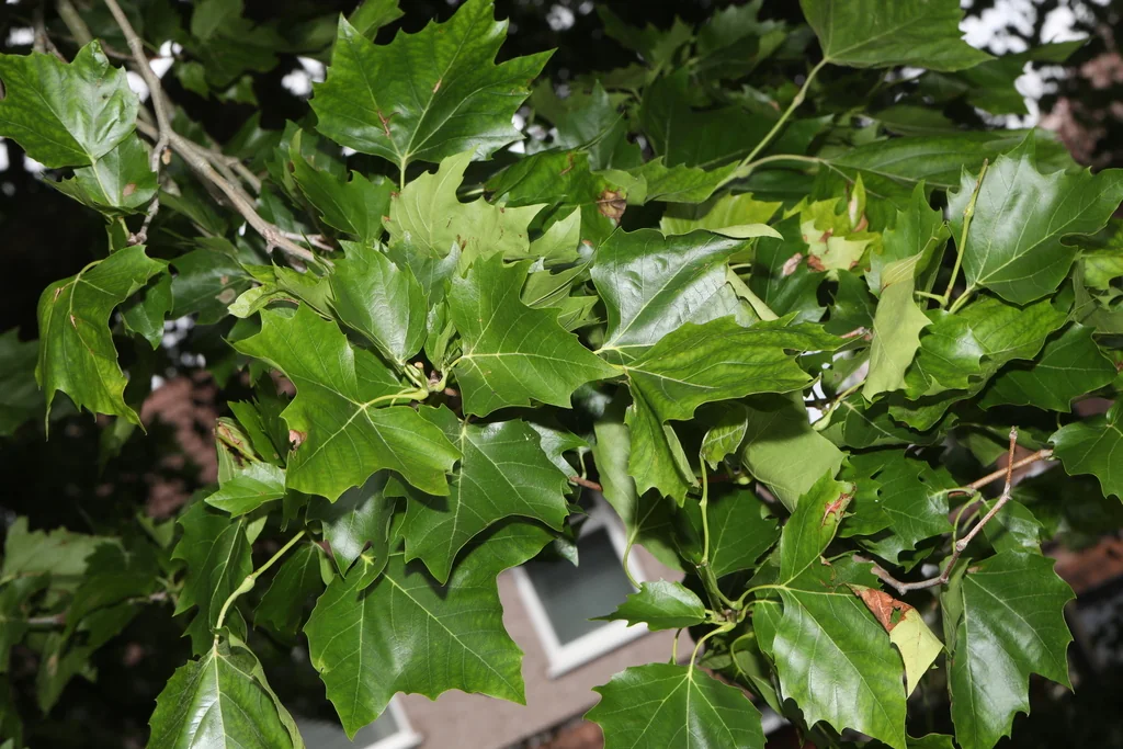 Platanus X Hispanica