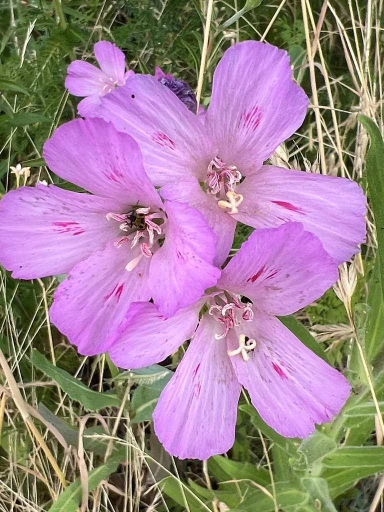 Clarkia Amoena