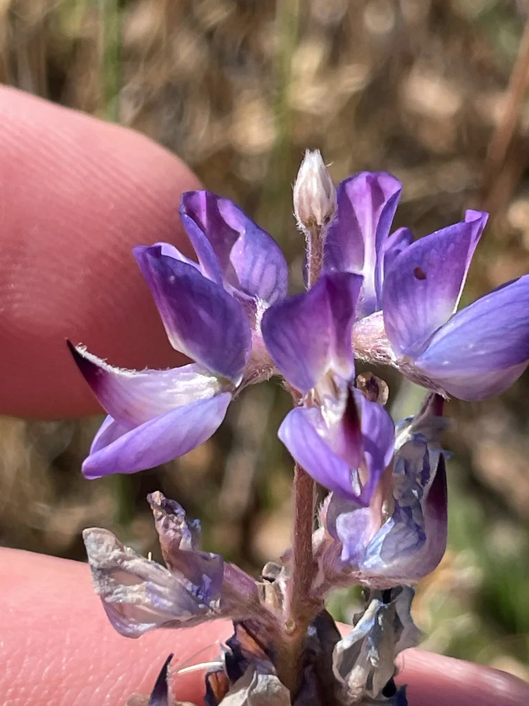 Lupinus Lepidus