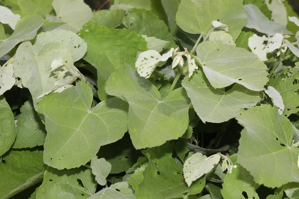 Tilia Tomentosa