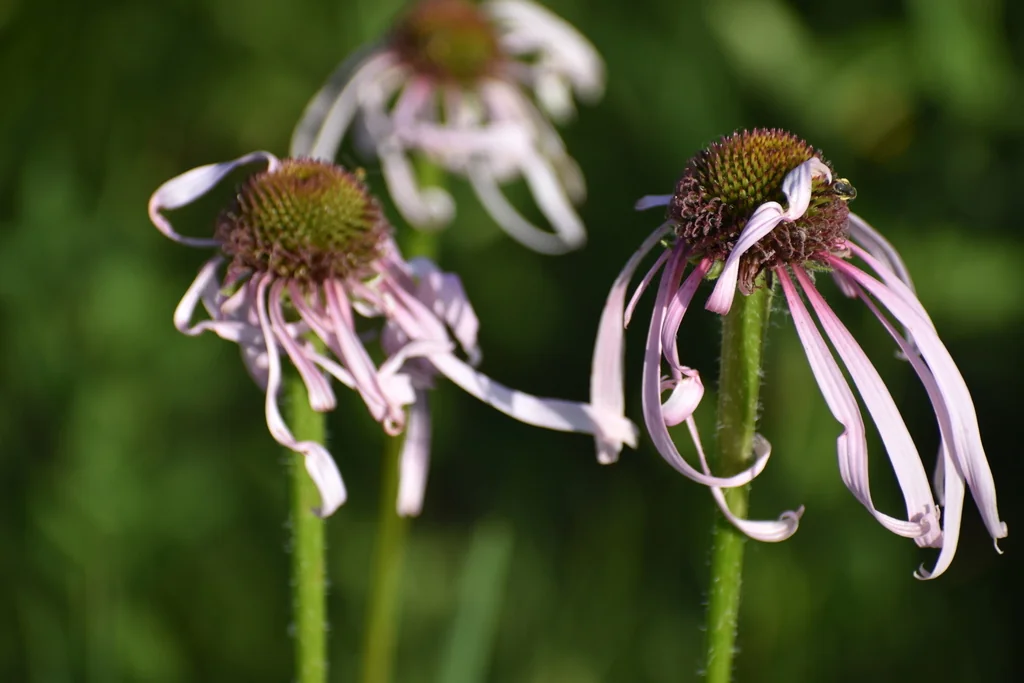 Echinacea Pallida