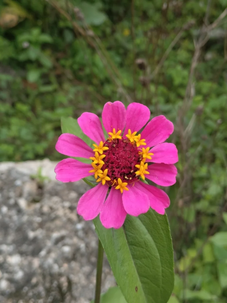 Zinnia Elegans