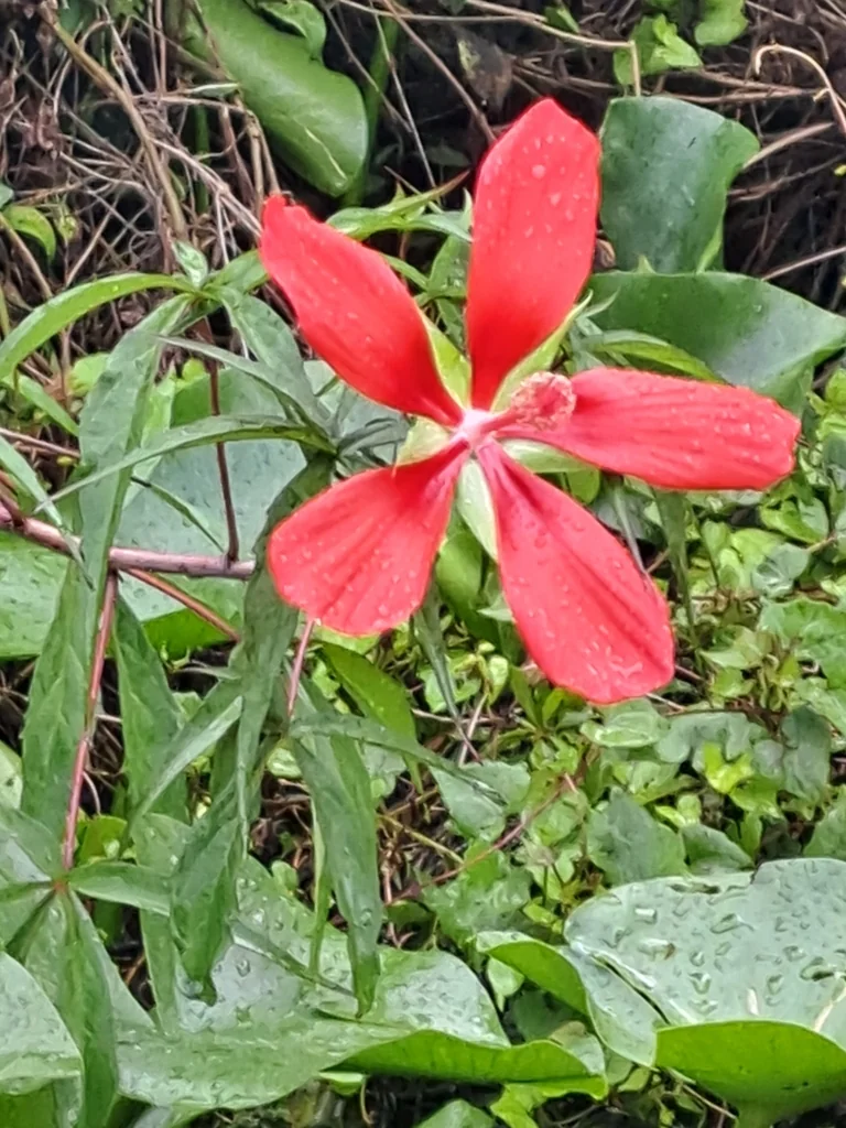 Hibiscus Coccineus