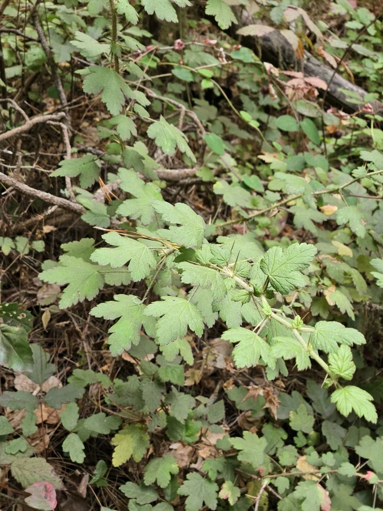Ribes Menziesii