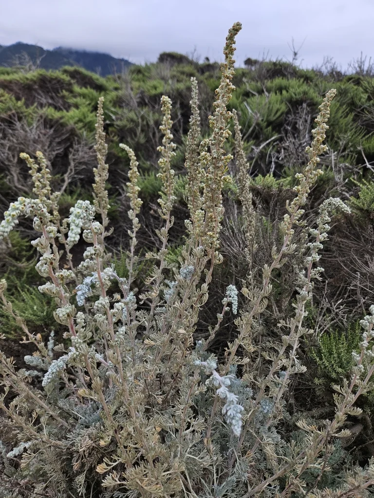 Artemisia Pycnocephala