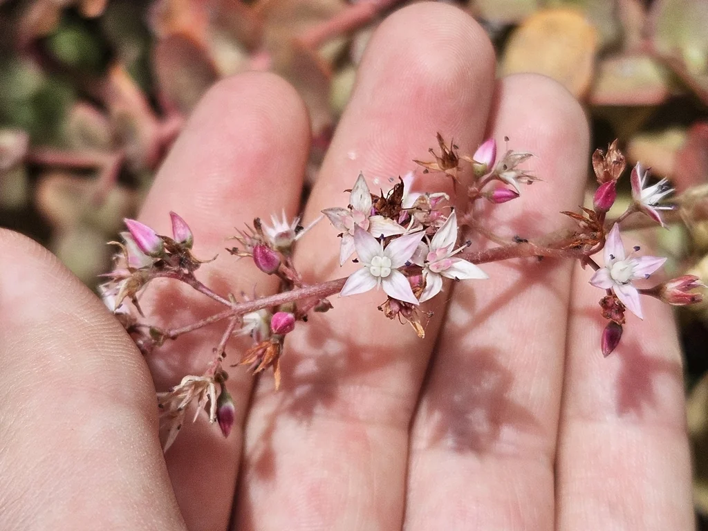 Crassula Multicava
