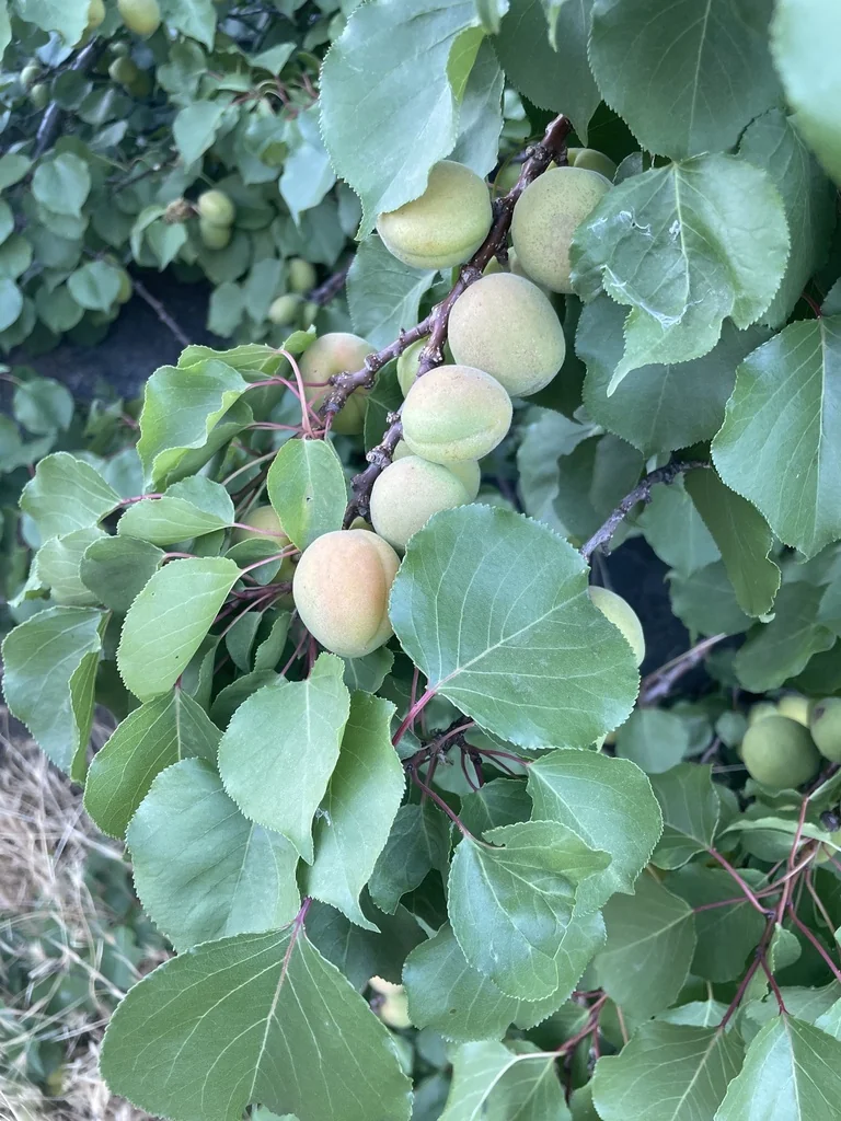 Prunus Armeniaca