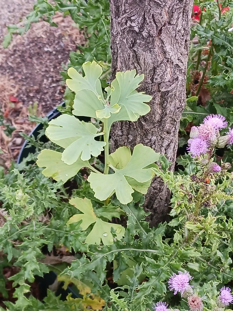 Ginkgo Biloba