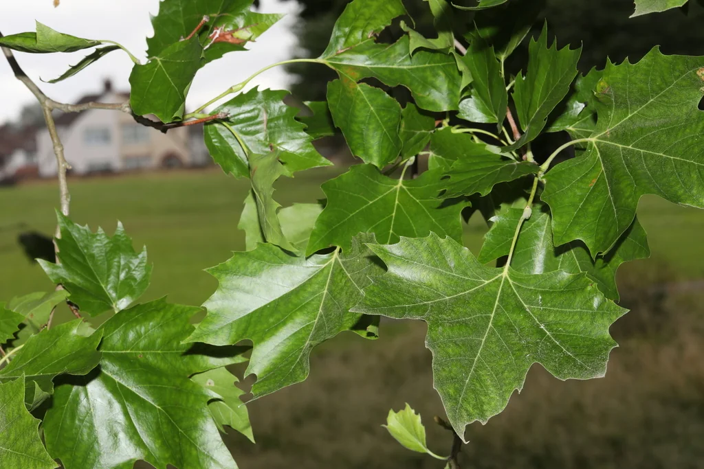 Platanus X Hispanica