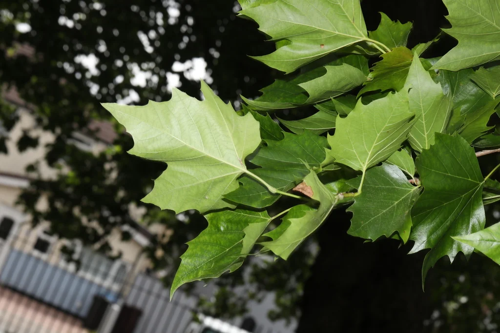 Platanus X Hispanica