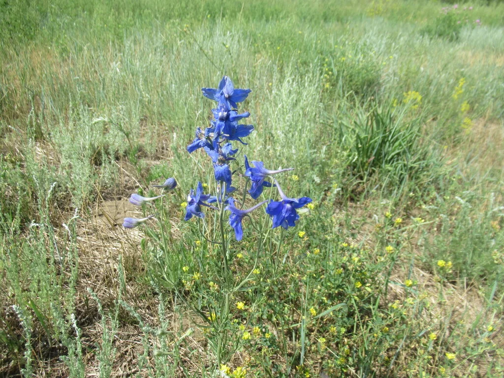 Delphinium Grandiflorum