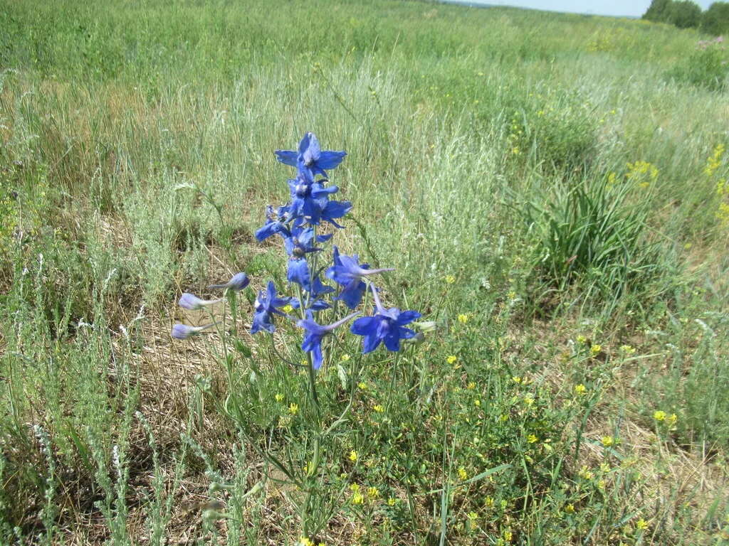 Delphinium Grandiflorum