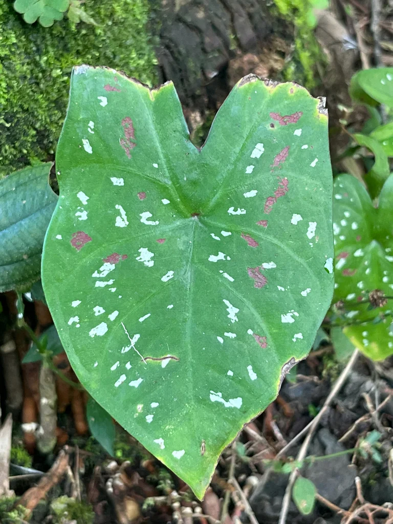 Caladium hortulanum