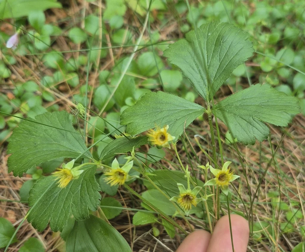 Waldsteinia Fragarioides