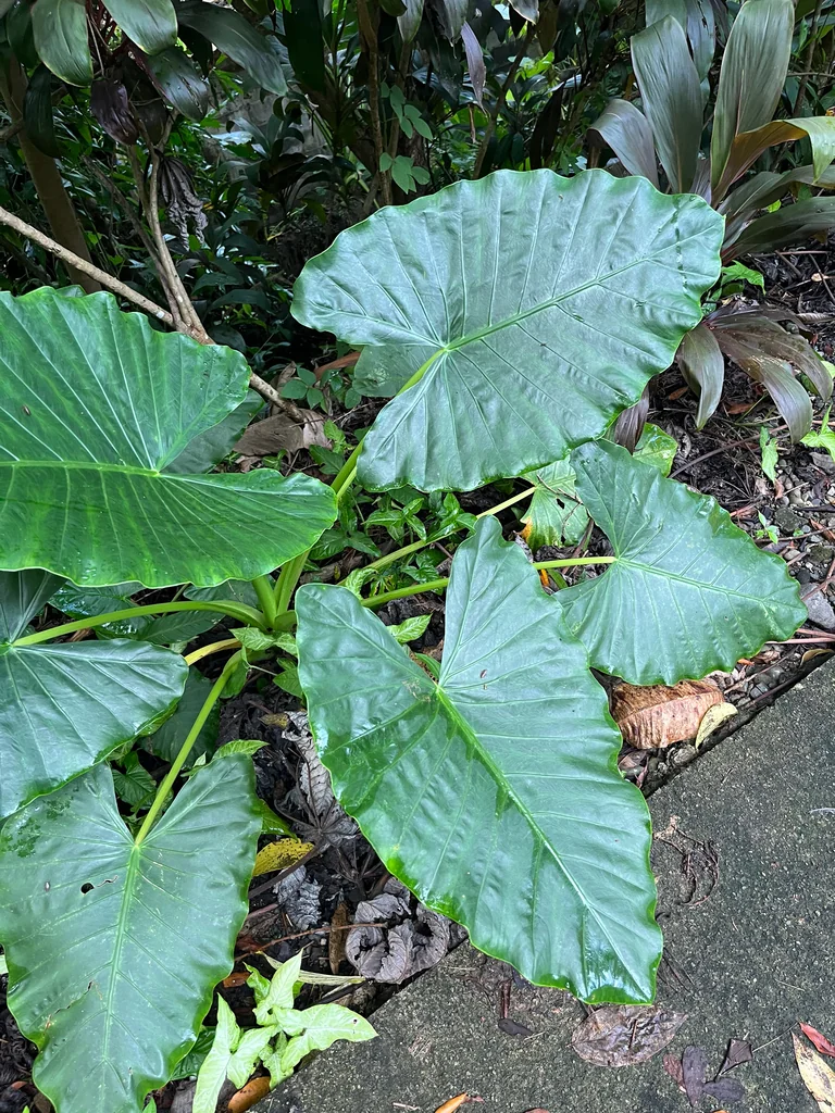 Alocasia plumbea