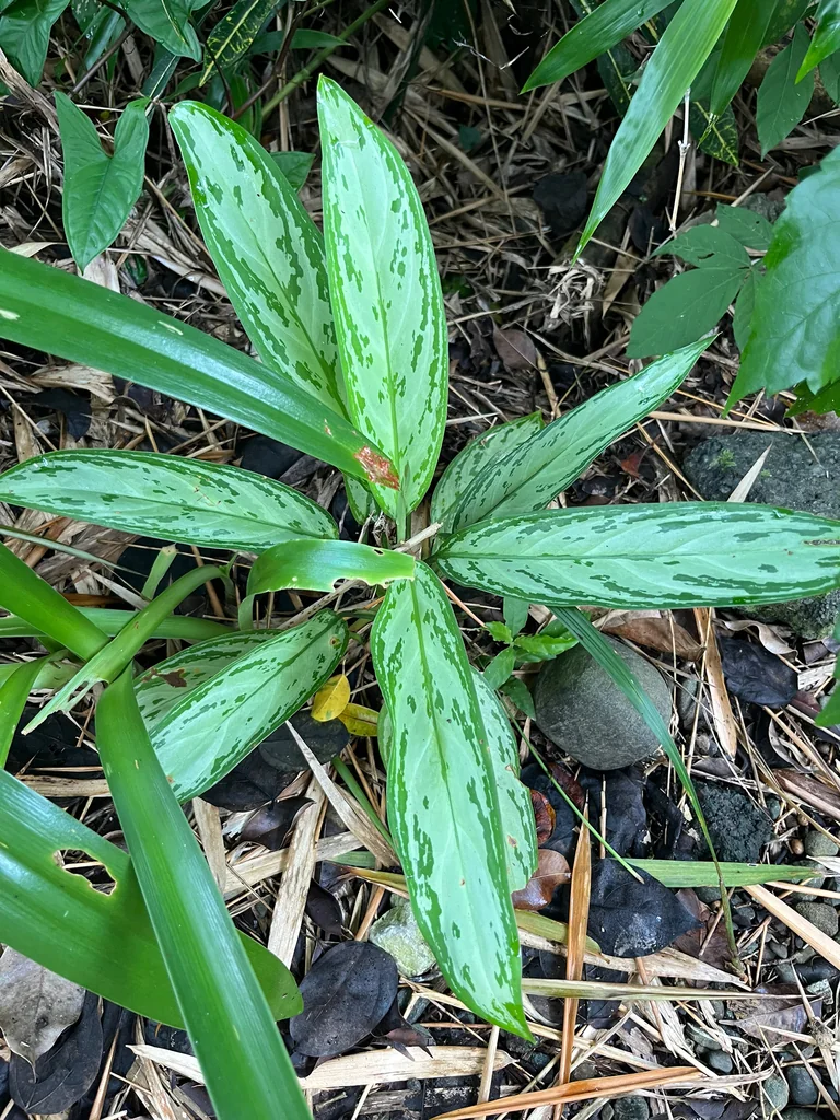 Aglaonema commutatum