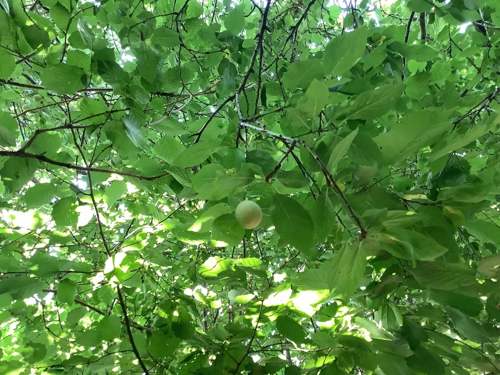 Prunus Domestica