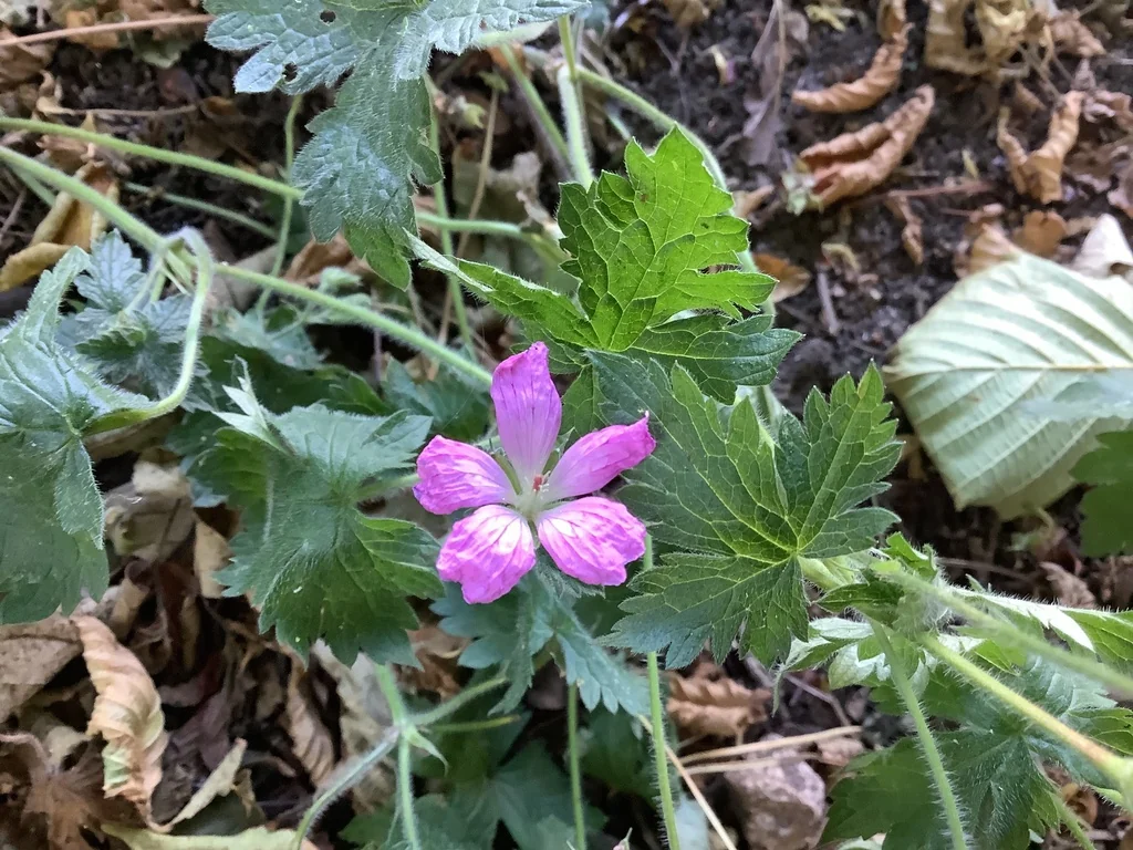 Geranium Endressii