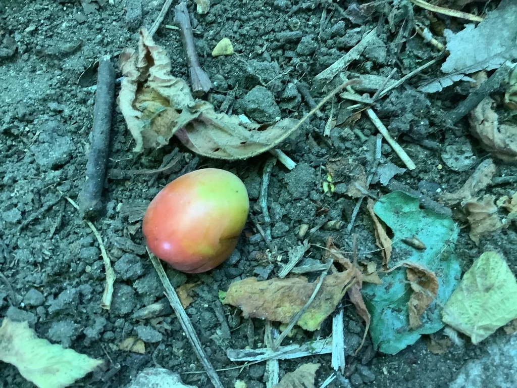 Prunus Domestica