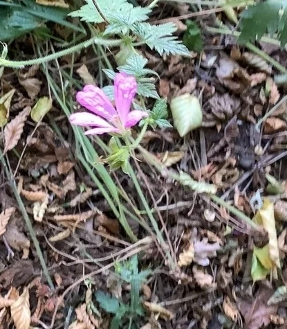 Geranium Endressii