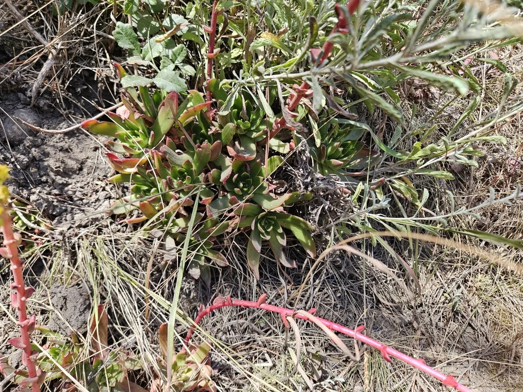 Dudleya Caespitosa