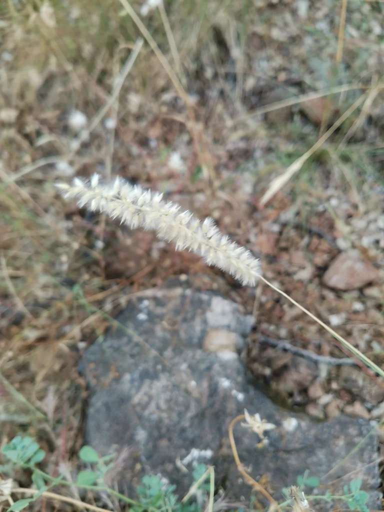 Melica Ciliata