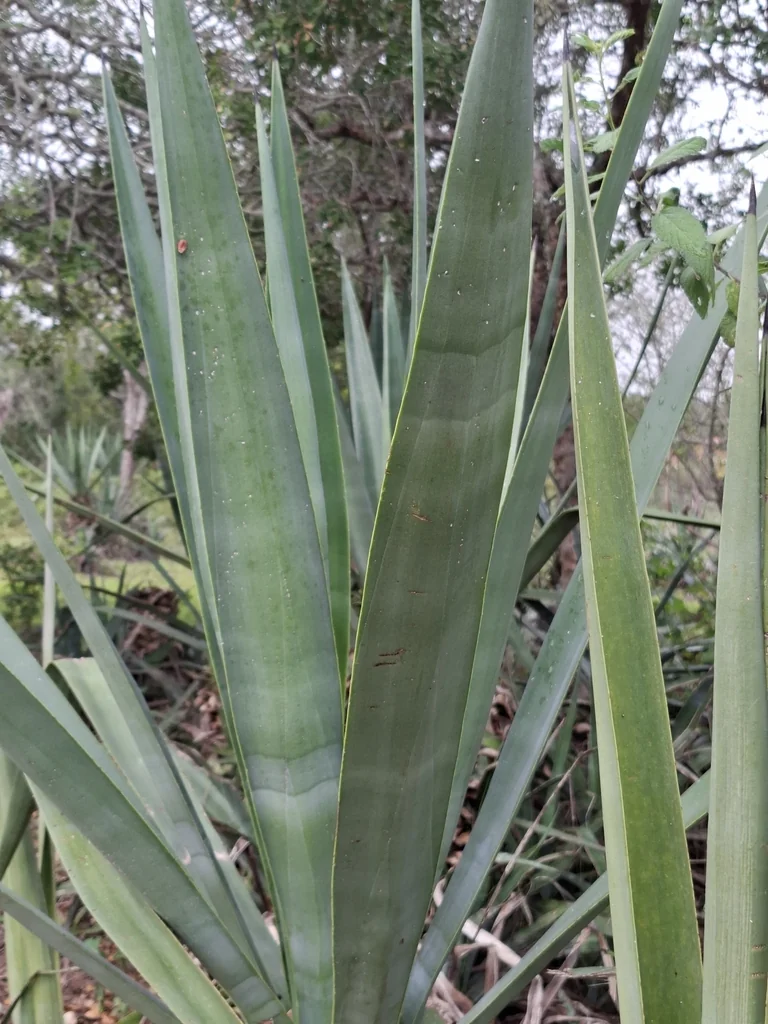 Agave Sisalana