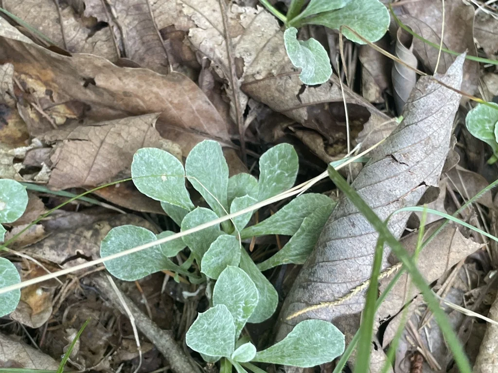 Antennaria Plantaginifolia